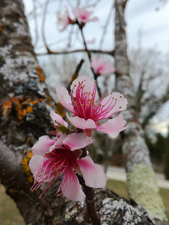 photographie de fleures sur un arbre